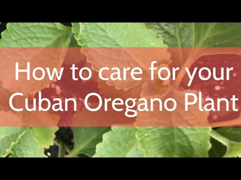 Cuban Oregano-How to grow