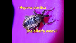 The Alfalfa Weevil Hypera Postica By Theo