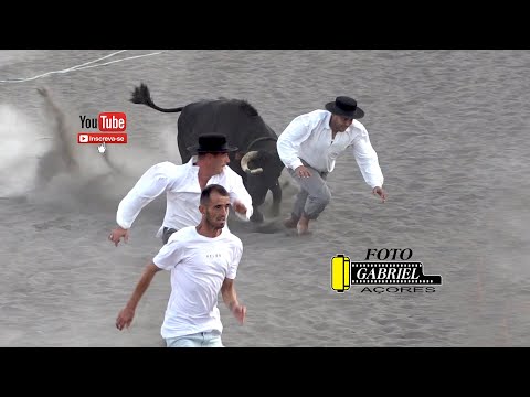 Tourada à corda no Areal da Praia da Vitória, 10 de agosto de 2025