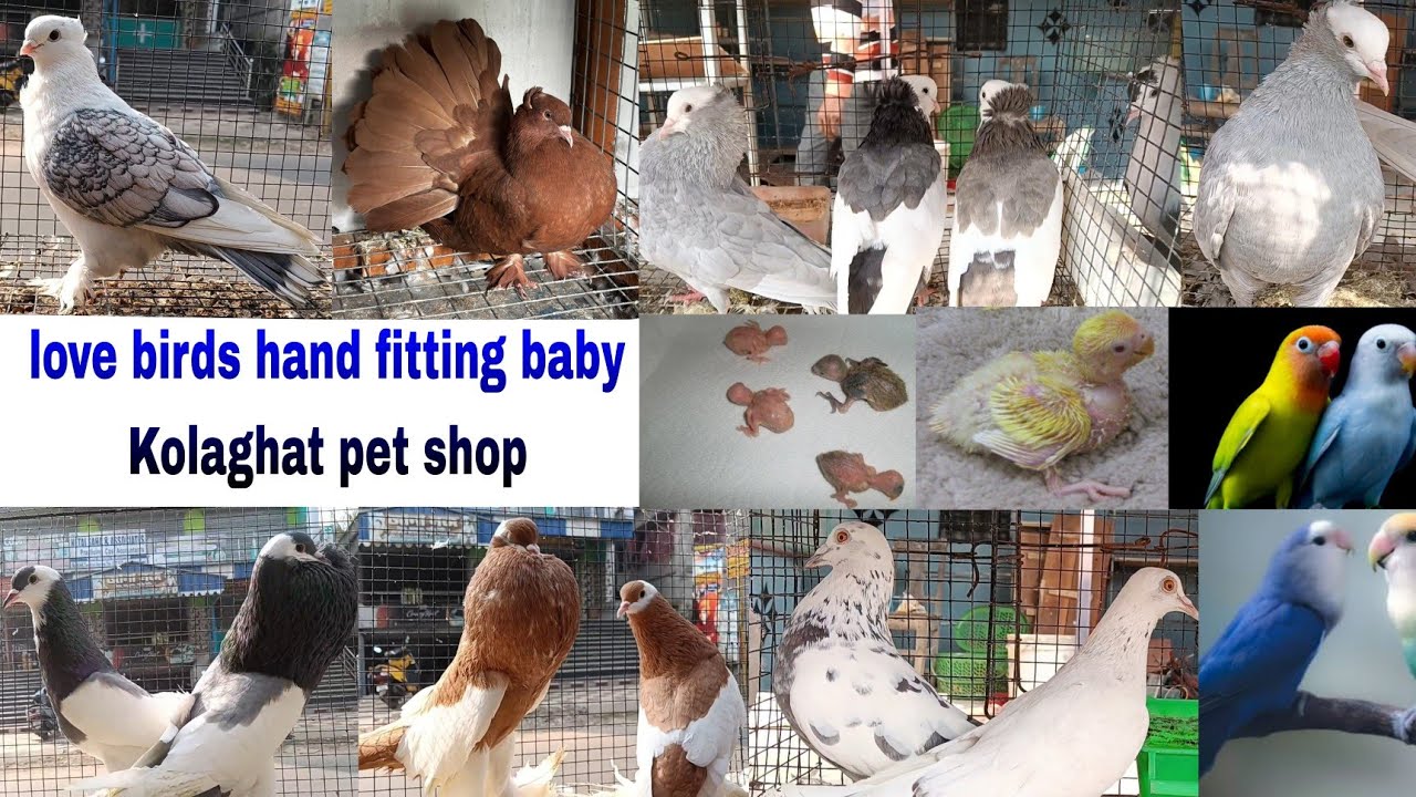love birds hand fitting formula and New fancy pigeon video লাভ বার্ড পাখি এবং নতুন পায়রার ভিডিও2026