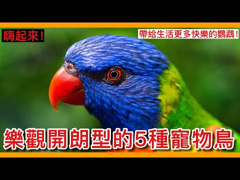 嗨起來！推薦5種「樂觀開朗」型的寵物鳥！給自己生活一點正能量吧！【鸚鵡小木屋】【養鳥問題】