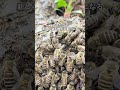 余ったら追放される命 #ニホンミツバチ #女王蜂 #昆虫
