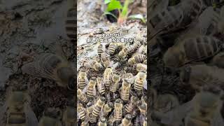 余ったら追放される命 #ニホンミツバチ #女王蜂 #昆虫