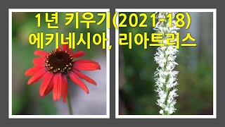 1년 키우기(21-18) - 에키네시아와 리아트리스 This is a picture of the Echinacea and Liatris growing in on year.