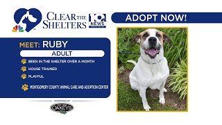 Clear the Shelters | Ruby