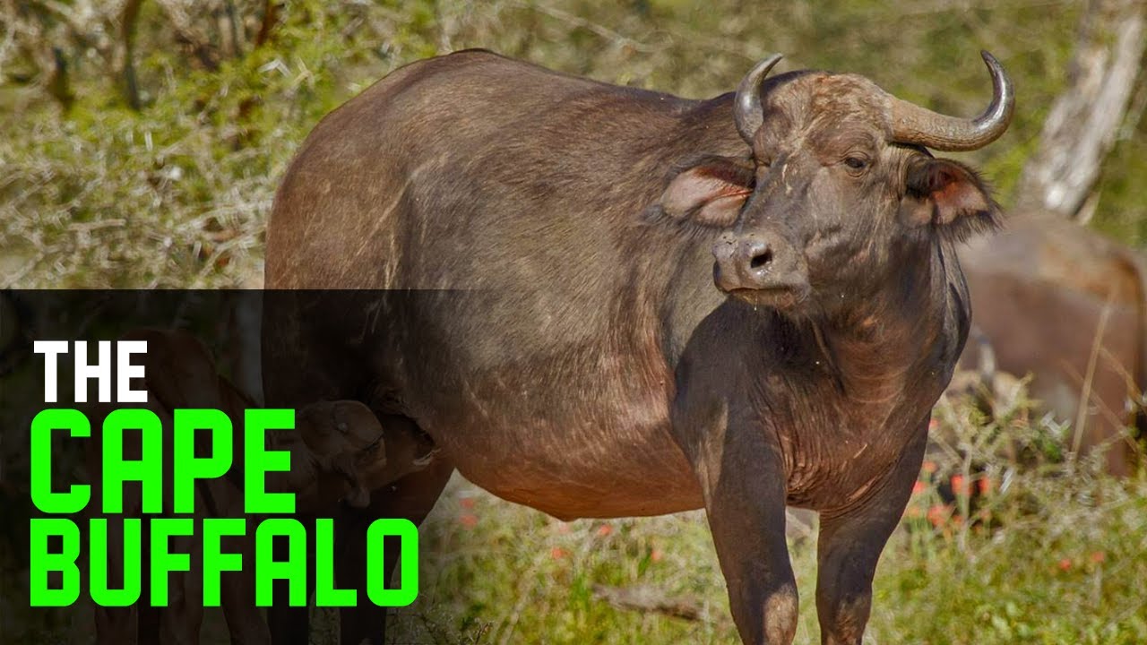 Cape Buffalo Characteristics Key Information Did You Know Learn Maxresdefault
