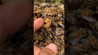 Queen Cell, The Queen Bee Has Just Been Born