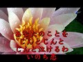 いのち恋-鶴岡雅義(花卉風景)