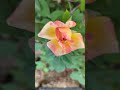 Rose time-lapse