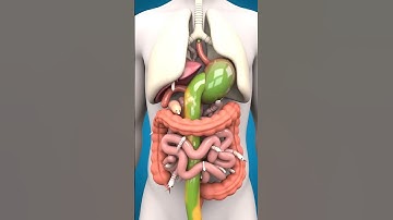 Worms in Your Intestines    3D Human Digestion Animation720P HD #3danimation #animatedvideos