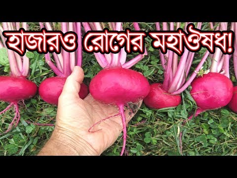 ভিডিও: স্টিমড শালগম: এর থেকে সহজ আর কী হতে পারে?