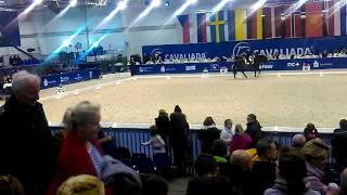 Famous Cavaliada Lublin 15.02.2018 Anna Grygier - Wójtowicz Wealth
