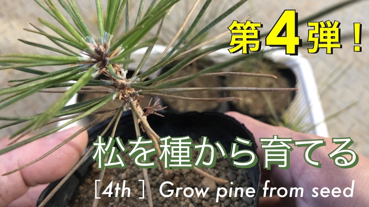 黒松 種まきから1年2ヶ月 Black Pine 1 Year And 2 Months After Sowing Youtube