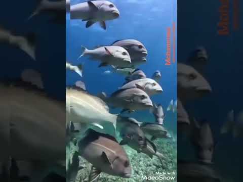 عبده الاسكندراني