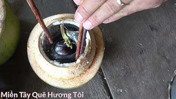 Mắt Cá Ngừ Đại Dương Hầm Thuốc Bắc Trong Trái Dừa | Miền Tây Quê Hương Tôi - Tập 46