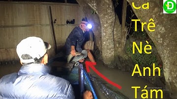 528   Cắm Câu Đêm Dưới Sông Bằng Xuồng - Thăm Câu Dính Cá Rô - Cá Trê Trăng Thật Đã | Đất Phương Nam