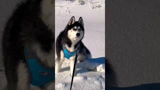 Walking with husky