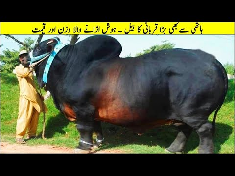 ہاتھی سے بھی بڑے قربانی کے بیل II Biggest And Most Unique Bulls In The World