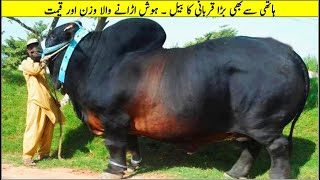 ہاتھی سے بھی بڑے قربانی کے بیل  II Biggest And Most Unique Bulls In The World