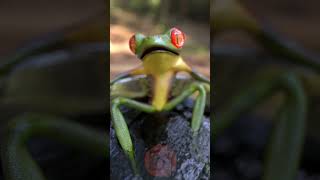 Good Vibrations #frog #tribal #feelgoidfriday #krazymations