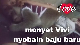 Monyet Vivi Nyobain Baju Baru , Perut Nya Nampak I