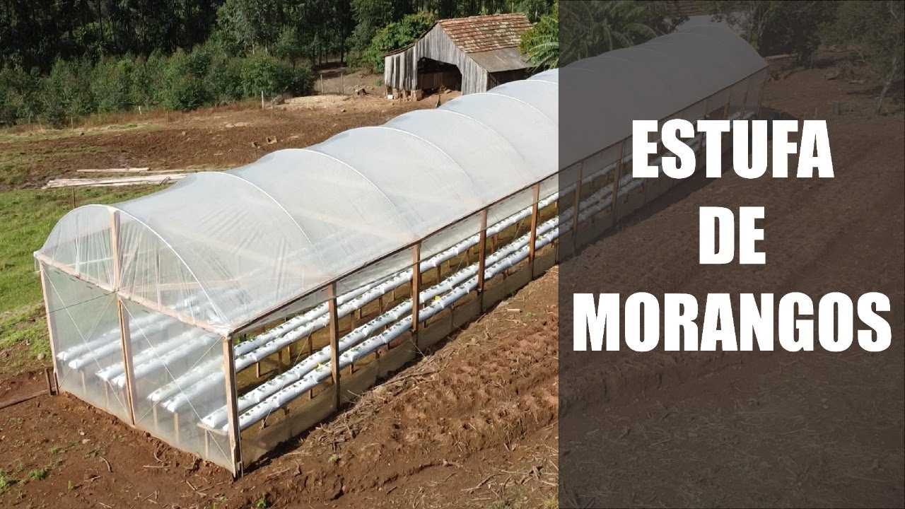Estufa de Morangos