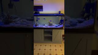 Barracuda tank