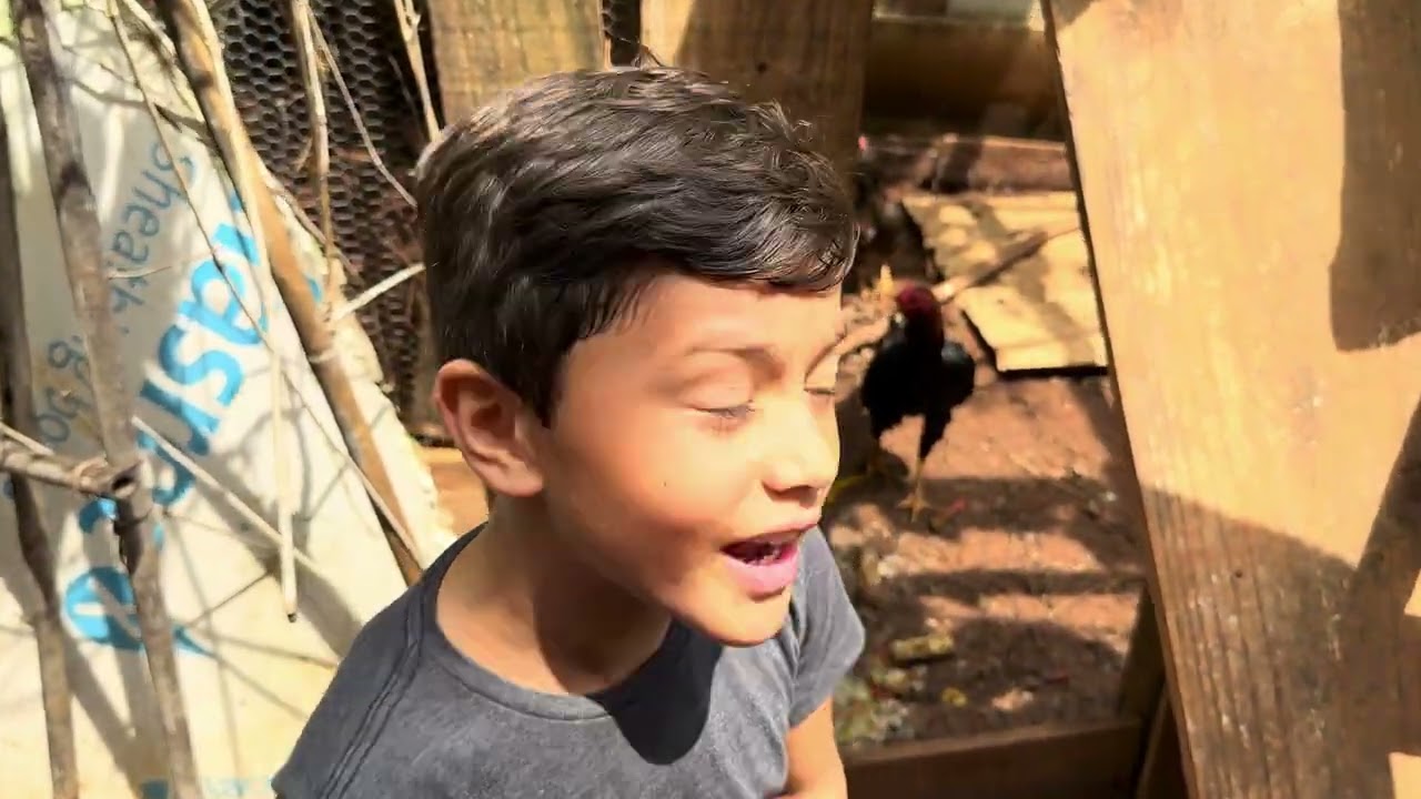 BÊ E OS ANIMAIS! 🐓🐚