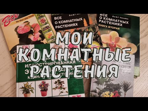 МОИ КОМНАТНЫЕ РАСТЕНИЯ МОИ КОМНАТНЫЕ РАСТЕНИЯ