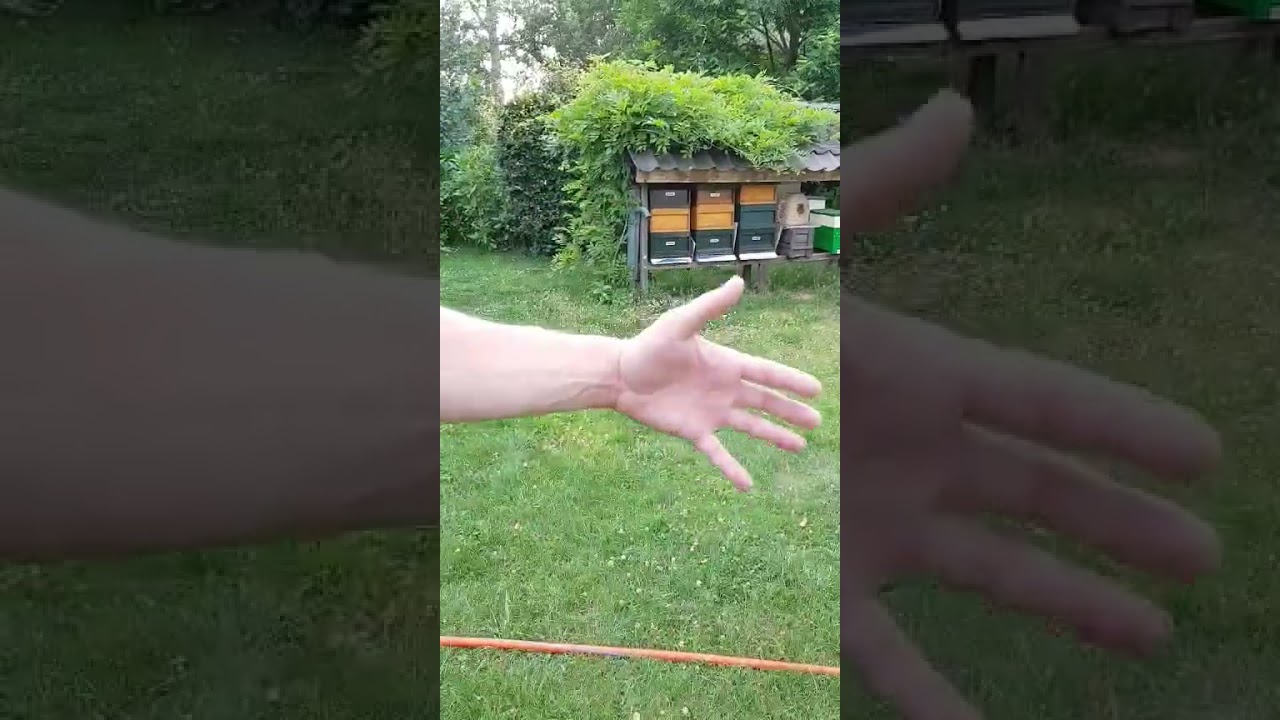 ملكات ال كارنيكا الصافيه Pure queens of Carnica F0