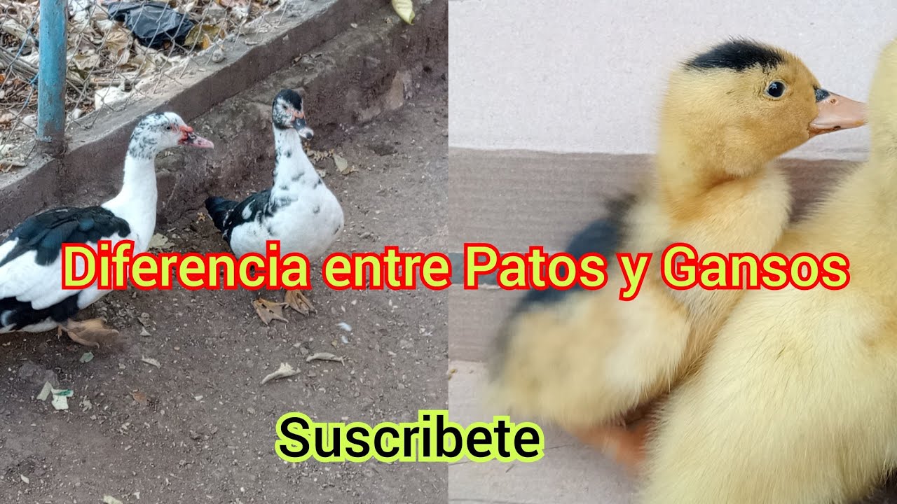 Diferencia entre patos y Gansos 🦢 Mira la reacción de mis patos 🦆 al verlos por primera vez