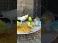 DAY 109- BEST PROTEIN DIET FOR BUDGIES #birdcare #birds #budgiefood #explore #ytshorts #budgies
