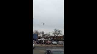 Celebrity Hawk Destroys Crow Wealth