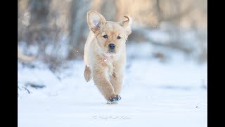 The Best Puppy Action of 2025!!!