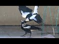 Australian Magpie Family Melodrama