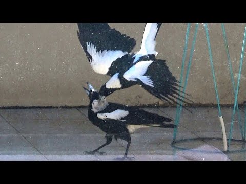 ቪዲዮ: Magpies ጎጆዎችን ያጠፋሉ?