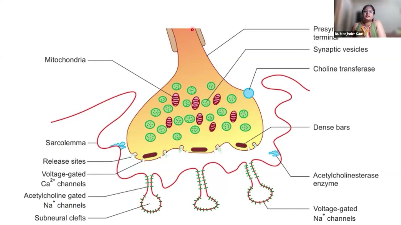 Understanding the Electrical Activity of Skeletal Muscles (EMG) | Dr Manjinder Kaur