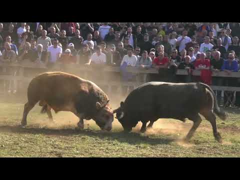 PEPI VS GOLUBIĆ, POSUŠJE 2026 KOD KARLA