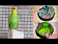 Love birds chicks update | Breeding pairs | Tamil