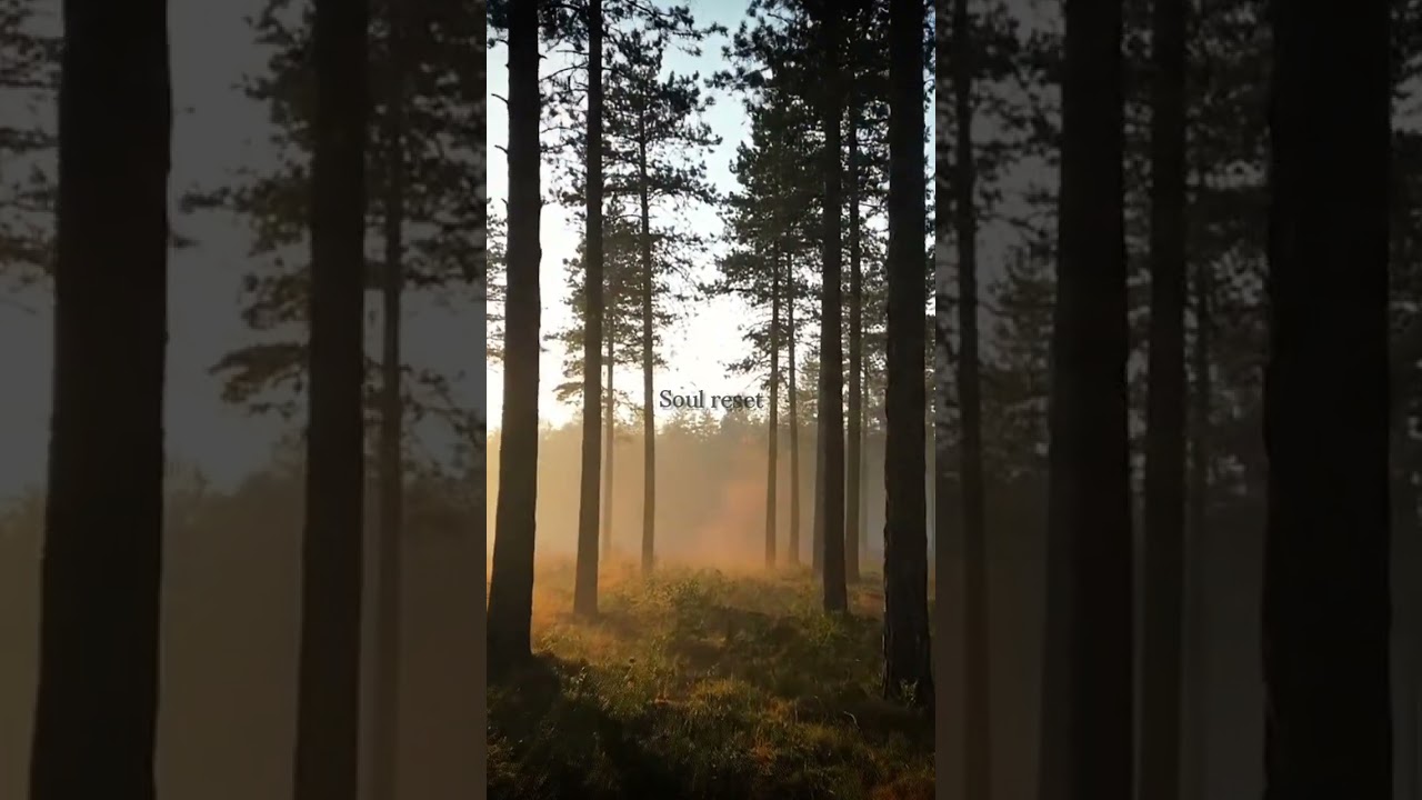 Foggy Pine Forest ... 🌲 | Calm Nature Scene.....