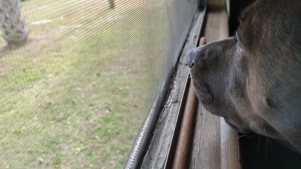 Sushi Waiting on Neighbors Horse