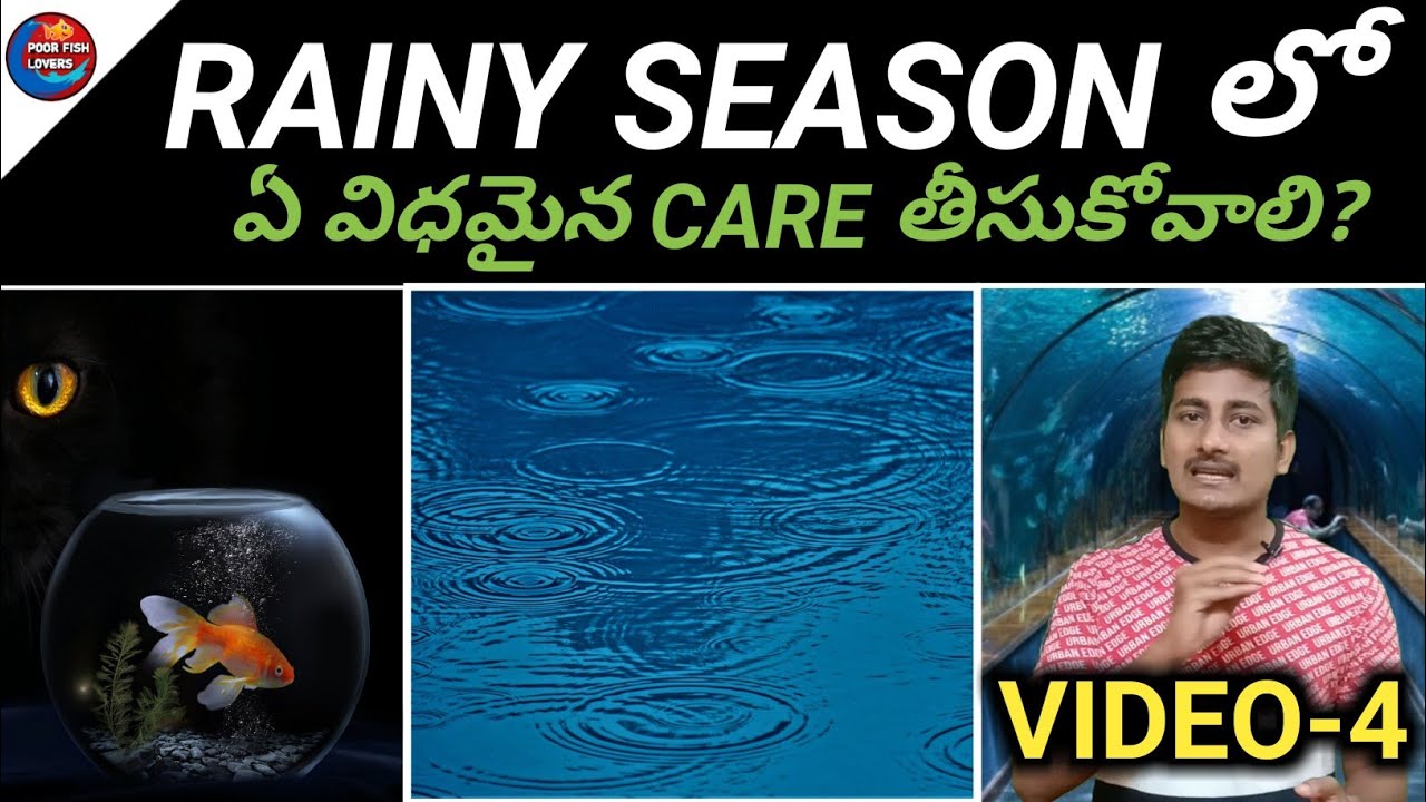 rainy-season-fish-care-rainy-season-fish-care-in-telugu-aquarium