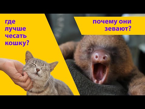 Какие животные зевают и почему? Почему у кошки всегда чешется подбородок? Наталья Носова