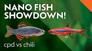 Chili Rasbora Vs Celestial Pearl Danio