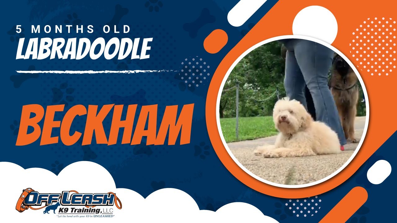 5 Months Old Labradoodle, Beckham | Best Dog Trainers | Off Leash Obedience