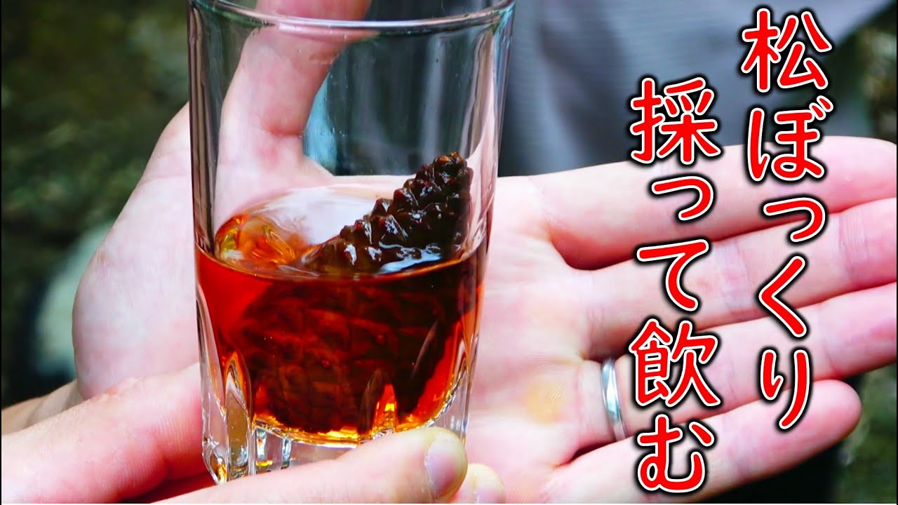 How to Make Pinecone Sake, What Does It Taste Like? - YouTube
