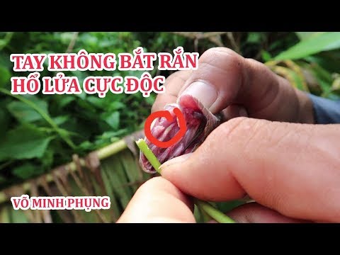 Video Võ Minh Phụng : Suýt Mất Mạng Vì Tay Không Chụp Nhầm... - youtube