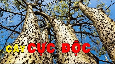 Top 7 Loài Cây CỰC ĐỘC con người không nên chạm vào