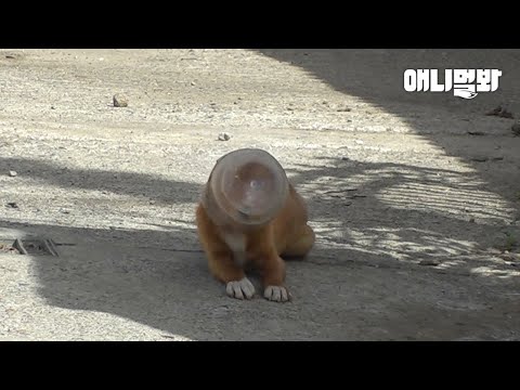 &amp;quot;제발 좀 도와주세요&amp;quot; 얼굴을 잃어버린 강아지..ㅣDog’s <strong>Head</strong> Is Stuck In A <strong>Plastic</strong> Jar