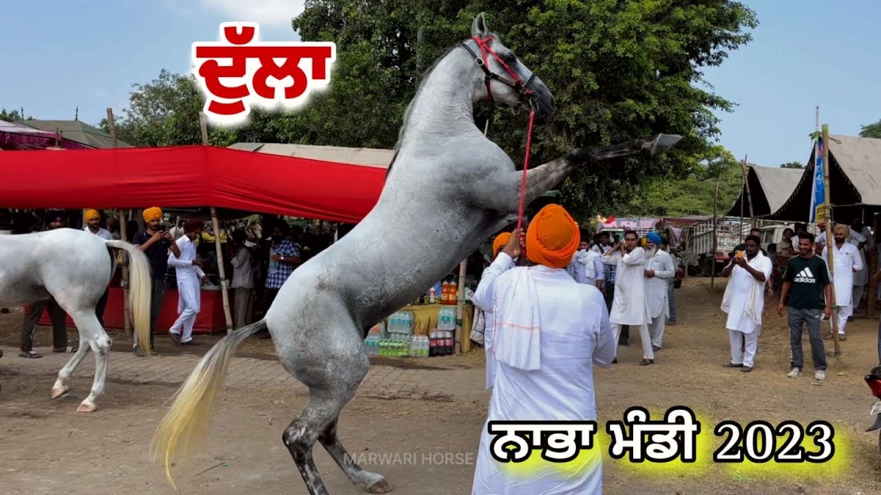 ਦੁੱਲੇ ਦੀ ਐਂਟਰੀ ਨਾਭਾ ਮੰਡੀ ਚ 🐎🐎 || NABHA MANDI 2023 ||